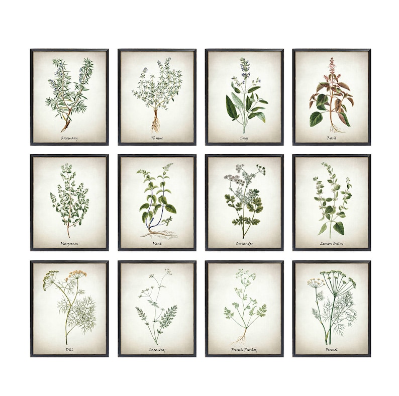 May include: A set of 12 framed botanical prints featuring various herbs and spices, including rosemary, thyme, sage, basil, marjoram, mint, coriander, lemon balm, dill, caraway, French parsley, and fennel. Each print is on a cream-colored background with a black frame.