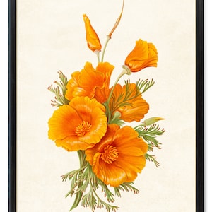 Printable California Poppies, Vintage Flower Illustration, Poppy Art Digital Print, Botanical Wall Art INSTANT DOWNLOAD