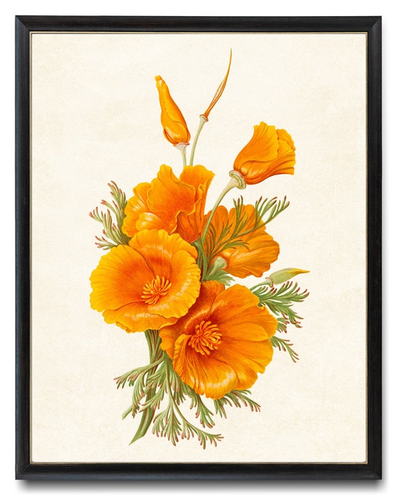 Californian Poppy T-Shirt Botanical Illustration Flower Californian Poppy T-Shirt Botanical Illustration Flower
