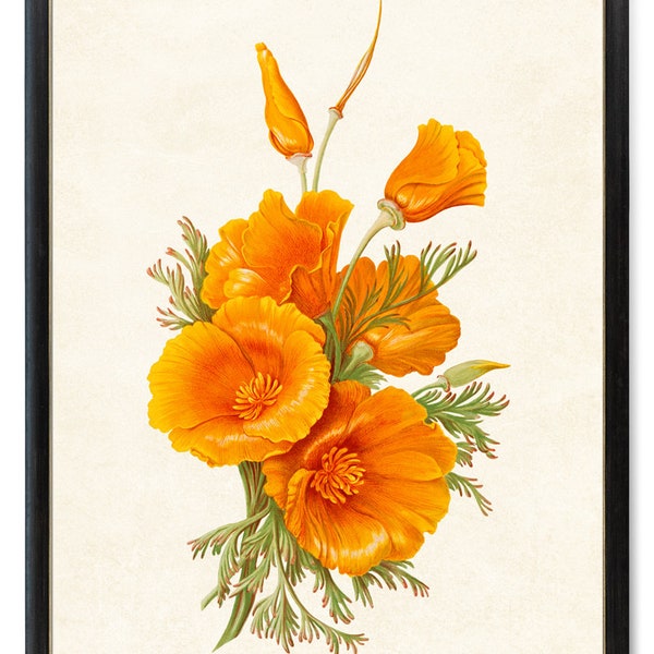 Printable California Poppies, Vintage Flower Illustration, Poppy Art Digital Print, Botanical Wall Art INSTANT DOWNLOAD