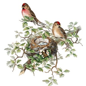 Fågel- och botanisk vintagekonst, illustration av gråsiska fåglar, fågelbo och ägg naturhistoria, digitalt tryck av direkt väggkonst för nedladdning bild 6