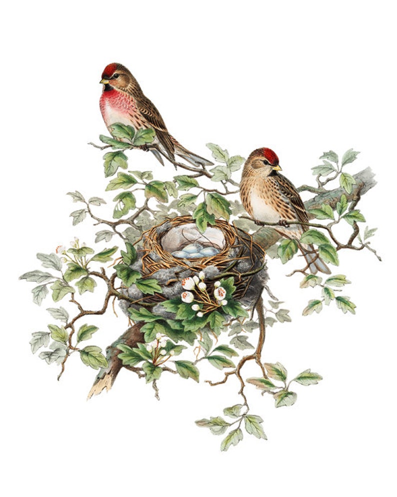 Fågel- och botanisk vintagekonst, illustration av gråsiska fåglar, fågelbo och ägg naturhistoria, digitalt tryck av direkt väggkonst för nedladdning bild 6