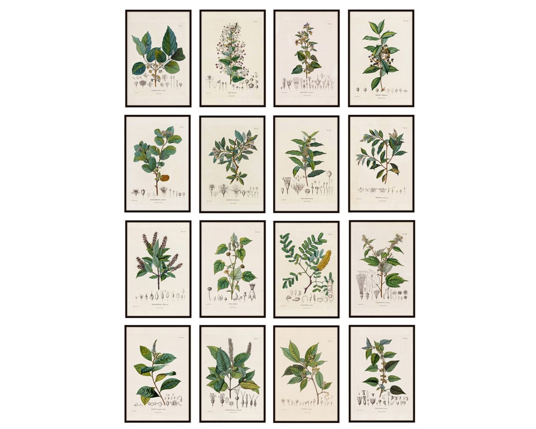 4x6 Print Set of 16 Antique French Plant Illustrations, Botanical ...
