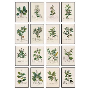 4x6 Print Set of 16 Antique French Plant Illustrations, Botanical Studies, Botany, Scientific Plant Study Printables INSTANT DOWNLOAD