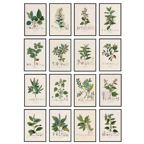 Ensemble d'impression 4 x 6 de 16 illustrations de plantes anciennes Français, études botaniques, botanique, étude scientifique des plantes imprimables téléchargement immédiat