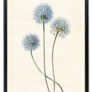 Blue Flowering Botanical Digital Download, Vintage Illustration, Blue Leek 'Allium Caeruleum' Minimal Cottage Decor, Wall Art Printable