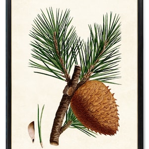 Può includere: Un'illustrazione botanica vintage di un ramo di pino con una pigna marrone. Il ramo ha aghi verdi e uno stelo marrone. La pigna è grande e ha una consistenza ruvida.