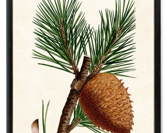 Pine Plant Study Digital Print, 'Table Mountain Pine' Vintage Botanical Illustration, Evergreen Plant Wall Art, Printable Instant Download