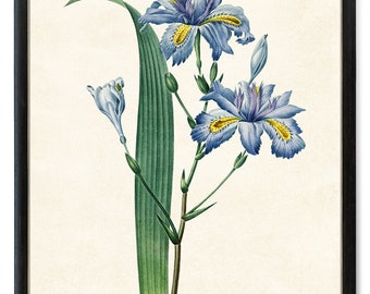 Printable Blue Iris Japonica, Vintage Illustration, Minimal Flower Decor Botanical Print INSTANT DOWNLOAD
