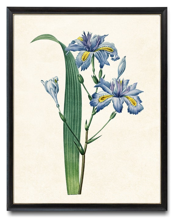 Iris Japonica azul imprimible ilustración vintage decoración - Etsy España Iris Japonica azul imprimible ilustración vintage decoración - Etsy España