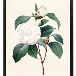 Print Up To 24x30 Inches Printable White Camellia, Antique Illustration, Common Camellia Botanical Wall Art Print INSTANT DOWNLOAD