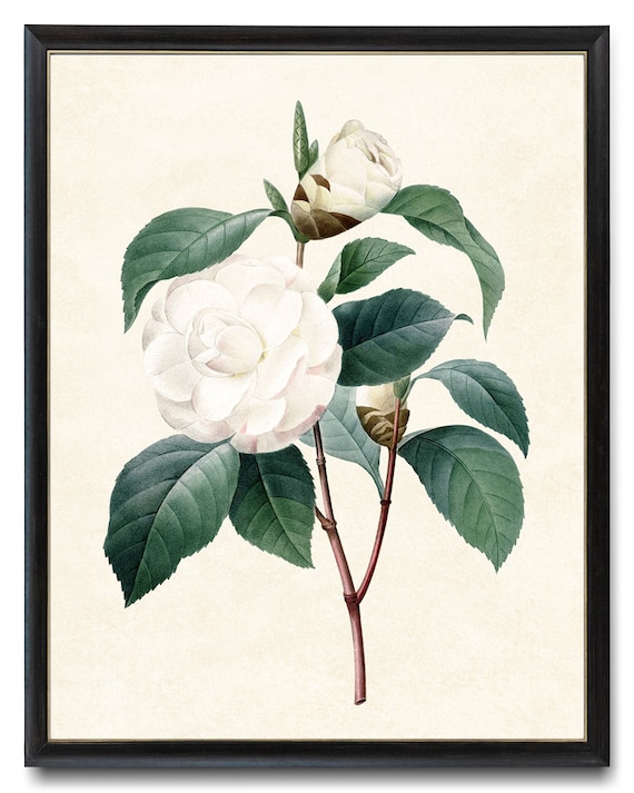 人気海外ブランドアイテム｜ファッション通販 White Printable Camellia, 'japonica Illustration, Antique その他
