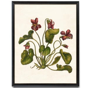 Violets Flowers Digital Print, Antique Flower Illustration, Printable Botanical Wall Art INSTANT DOWNLOAD