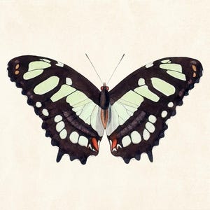 May include: A detailed illustration of a butterfly with open wings. The butterfly features a dark brown base color with light green and white markings. The edges of the wings have small white spots and the tips are accented with red and orange.