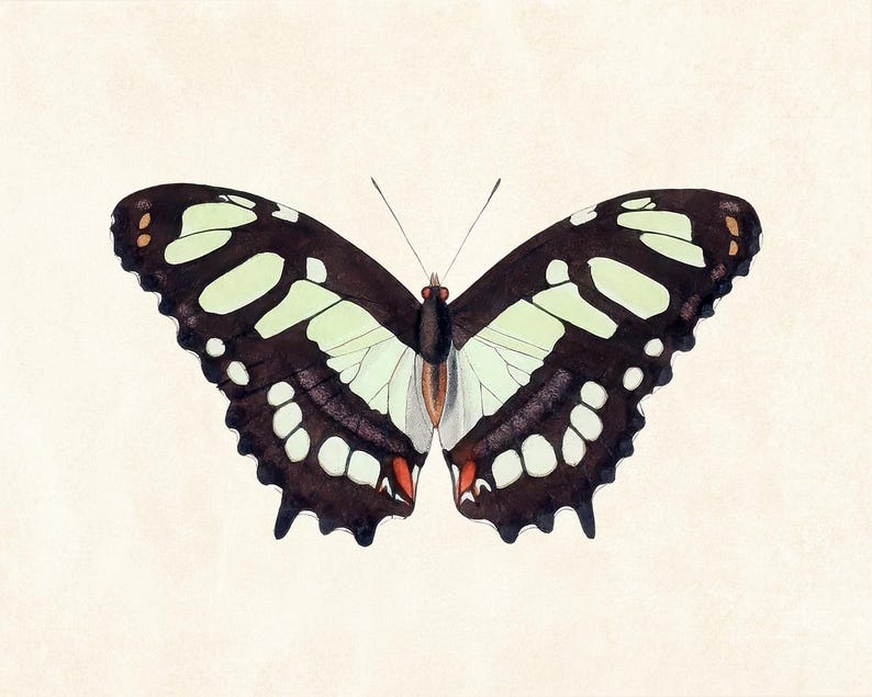 May include: A detailed illustration of a butterfly with open wings. The butterfly features a dark brown base color with light green and white markings. The edges of the wings have small white spots and the tips are accented with red and orange.