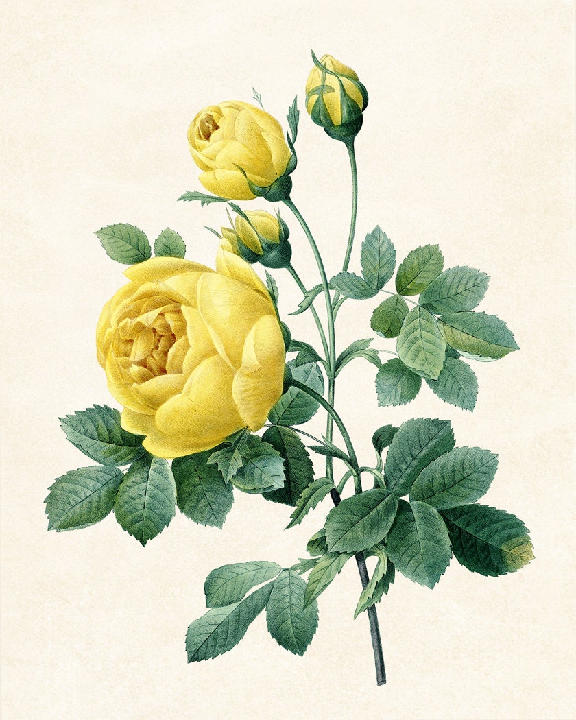 絵画 yellow roses by del gish yellow roses by del gish