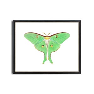 Mint Green Luna Moth Printable Art, Vintage Insect Illustration, Natural History, Minimal Wall Art Decor INSTANT DOWNLOAD
