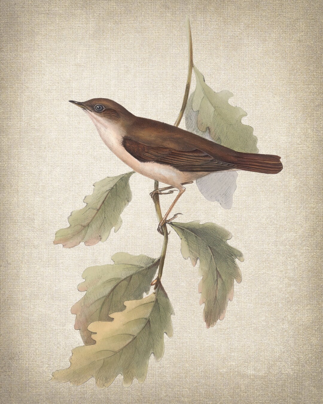 日本の鳥のイラスト アート作品 Nigel Peake / 日本の鳥 - アート ポスター - 輸入ポスター専門