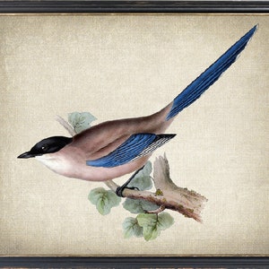Bird Art Print, Azure Winged Magpie Vintage Illustration, Wall Art Printable INSTANT DOWNLOAD