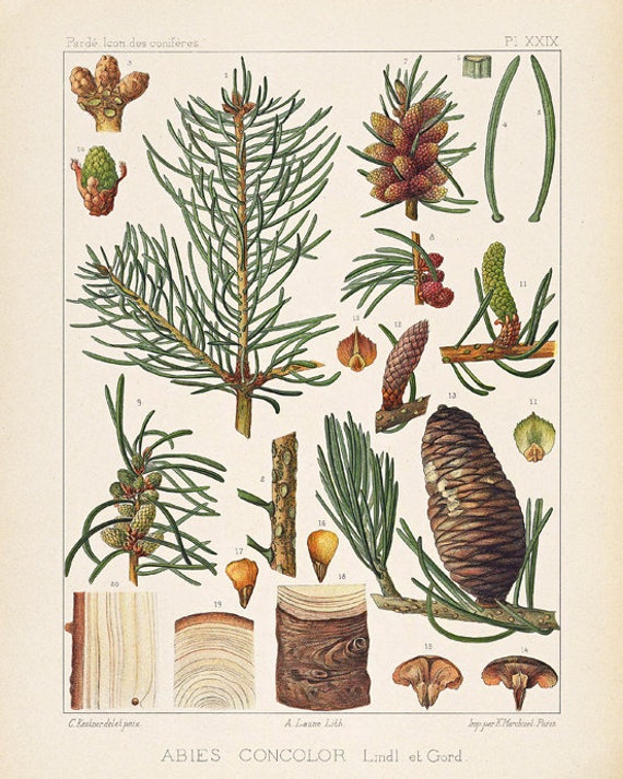 Pine Cone Scientific Illustration