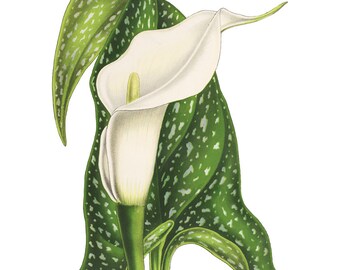 Print up to 24x30 Inches White Calla Lily Printable, Vintage