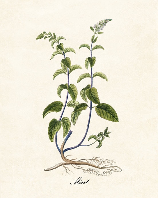 Kitchen Herbs Printables Set of 16 Vintage Culinary Herb - Etsy
