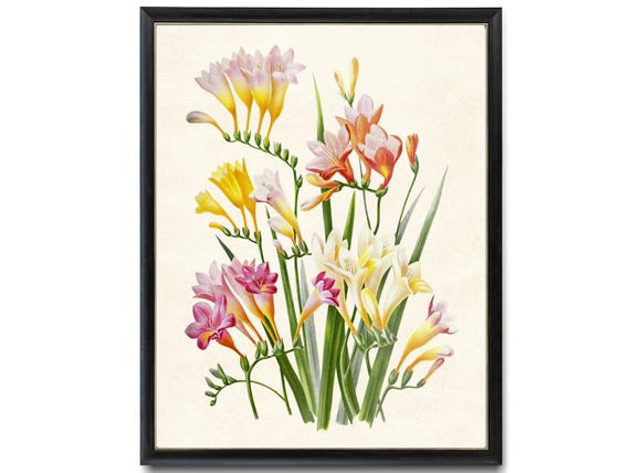 絵画 freesia  sizeF3 絵画 freesia sizeF3 絵画 freesia sizeF3 Freesia | Print