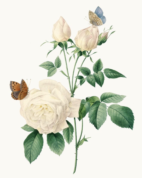 Vintage Flower Clipart Digital Download White Roses | Etsy