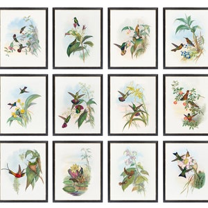 May include: Twelve framed prints of hummingbirds in various poses and colors, each with a different floral background.