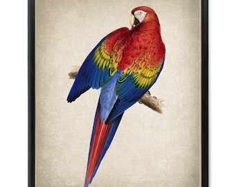 Scarlet Macaw Printable, Vintage Parrot Illustration, Tropical Bird Decor, Wall Art Print INSTANT DOWNLOAD
