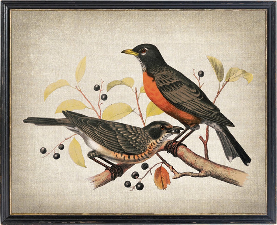 Vintage American Robin Art Digital Download, Printable Bird ...