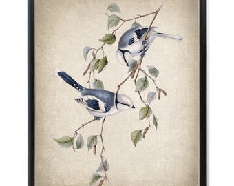 Azuurblauwe pimpelmees vogels afdrukbare, vintage illustratie, natuurhistorische vogel kunst aan de muur print INSTANT DOWNLOAD