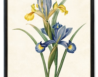 Printable Iris Flowers, Blue and Gold Irises Vintage Illustration, Flower Botanical Wall Art Print INSTANT DOWNLOAD
