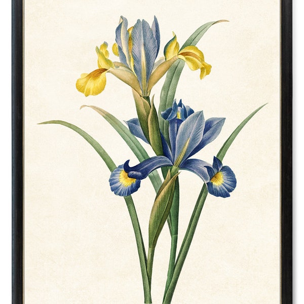 Printable Iris Flowers, Blue and Gold Irises Vintage Illustration, Flower Botanical Wall Art Print INSTANT DOWNLOAD