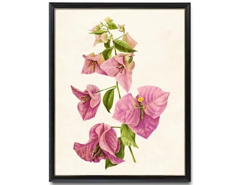 ブーゲンビリアの花 - 水彩イラスト | 植物の壁アート | ピンクの葉の
