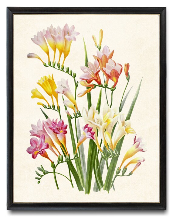 Print up to 24x30 Inches Multi Colored Freesia Flowers Digital