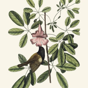 May include: A small brown and black bird with a long tail perched on a branch with pink flowers. The bird is drinking nectar from the flower.