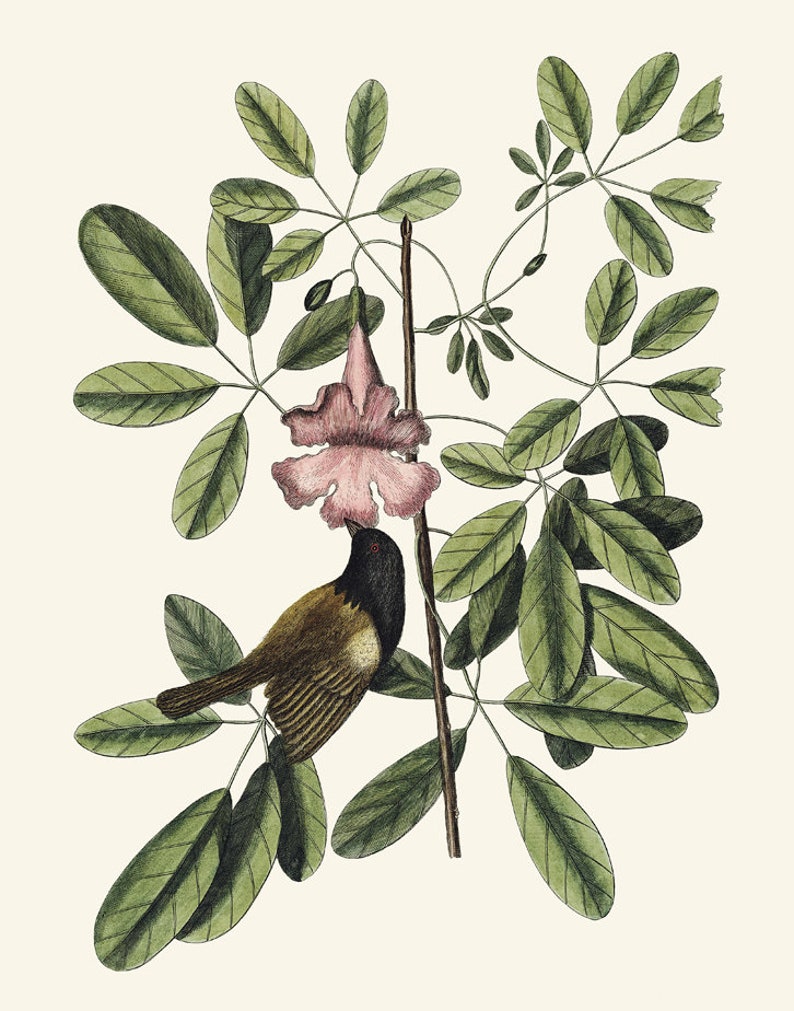 May include: A small brown and black bird with a long tail perched on a branch with pink flowers. The bird is drinking nectar from the flower.