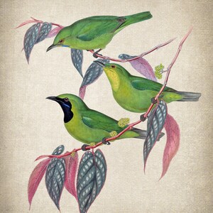 Op de afbeelding: Drie groene vogels met zwarte ogen en blauwe snavels zitten op een tak met roze en groene bladeren.