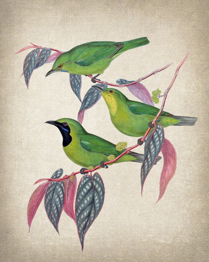 Op de afbeelding: Drie groene vogels met zwarte ogen en blauwe snavels zitten op een tak met roze en groene bladeren.