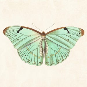 May include: A detailed illustration of a butterfly with open wings. The butterfly features a light teal color with brown edges and accents. Black markings are visible on the wings. The background is a light beige color.