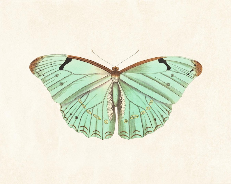 May include: A detailed illustration of a butterfly with open wings. The butterfly features a light teal color with brown edges and accents. Black markings are visible on the wings. The background is a light beige color.