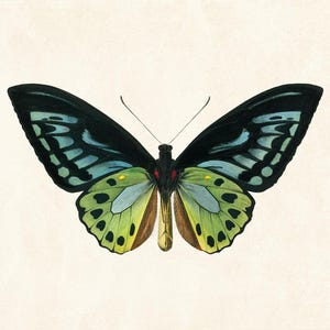 May include: A detailed illustration of a butterfly with black, blue, and green wings. The butterfly's wings are spread, showcasing intricate patterns and a symmetrical design. The background is a neutral, off-white color.