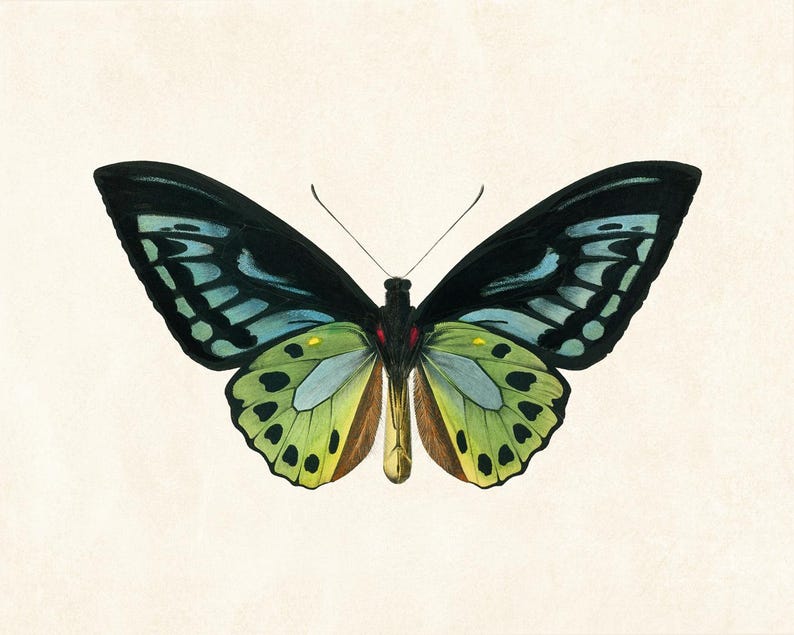May include: A detailed illustration of a butterfly with black, blue, and green wings. The butterfly's wings are spread, showcasing intricate patterns and a symmetrical design. The background is a neutral, off-white color.