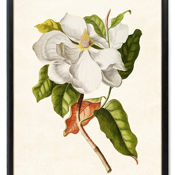 White Magnolia Art Print, Vintage Illustration, Southern Magnolia Printable Instant Digital Download