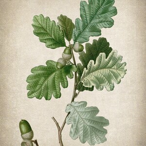 May include: A branch of an oak tree with green leaves and acorns. The acorns are green and have a brown cap.