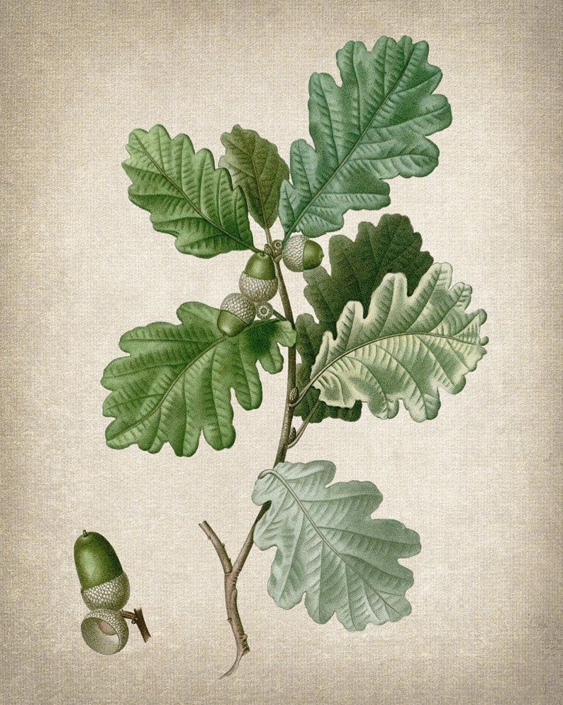 May include: A branch of an oak tree with green leaves and acorns. The acorns are green and have a brown cap.