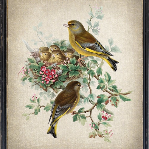 Bird and Botanical Print, Greenfinch Birds Antique Illustration