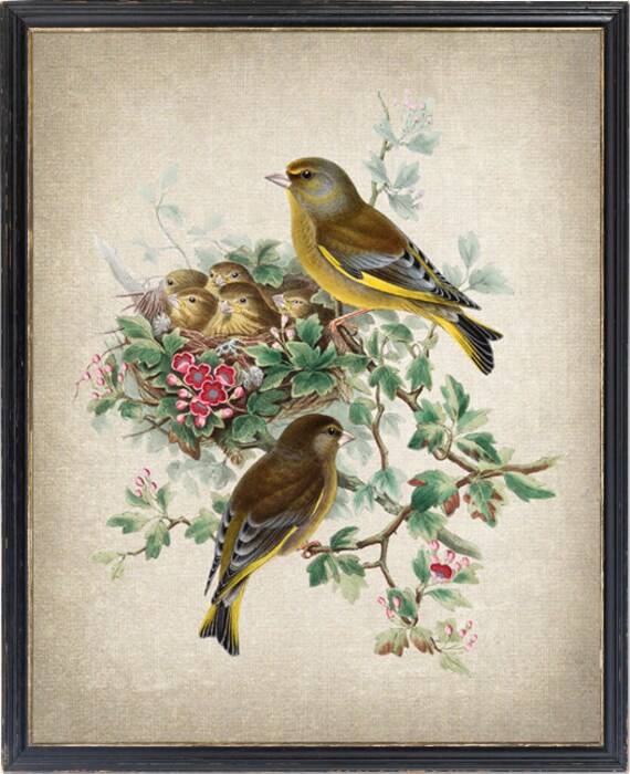 Print up to 24x30 Inches, Natural History Bird Digital Print