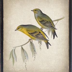 Citril Finch Birds Digital Print, Vintage Bird Illustration, Natural History, Printable Wall Art INSTANT DOWNLOAD